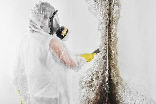 Why You Should Choose Our Mold Remediation Services in Cupertino, CA